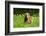 Basset Hound in Spring Grasses-Zandria Muench Beraldo-Framed Photographic Print