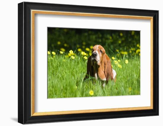 Basset Hound in Spring Grasses-Zandria Muench Beraldo-Framed Photographic Print