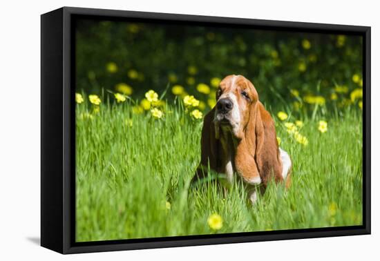 Basset Hound in Spring Grasses-Zandria Muench Beraldo-Framed Premier Image Canvas