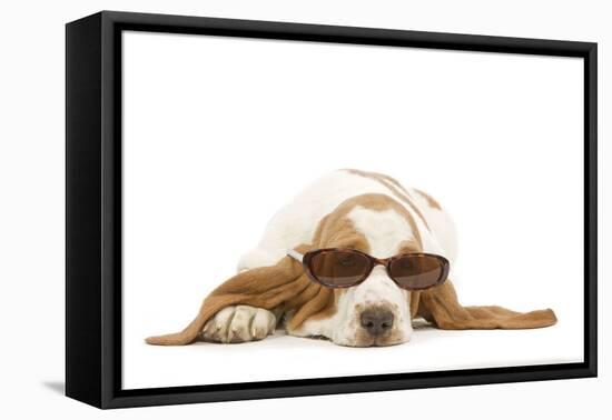 Basset Hound in Studio Wearing Sunglasses-null-Framed Premier Image Canvas