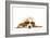 Basset Hound in Studio Wearing Sunglasses-null-Framed Photographic Print