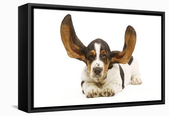 Basset Hound in Studio with Ears Up-null-Framed Premier Image Canvas