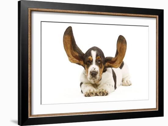 Basset Hound in Studio with Ears Up-null-Framed Photographic Print