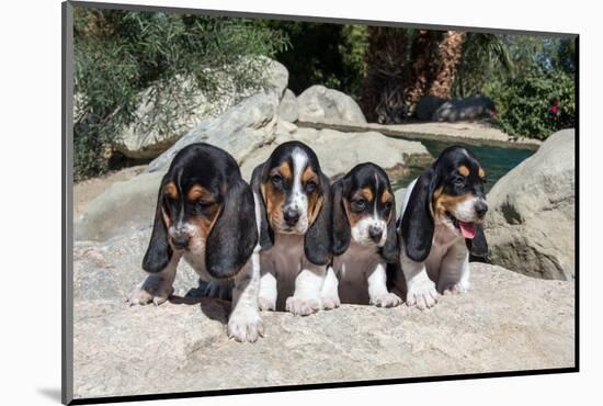 Basset Hound Puppies on Some Rocks-Zandria Muench Beraldo-Mounted Photographic Print