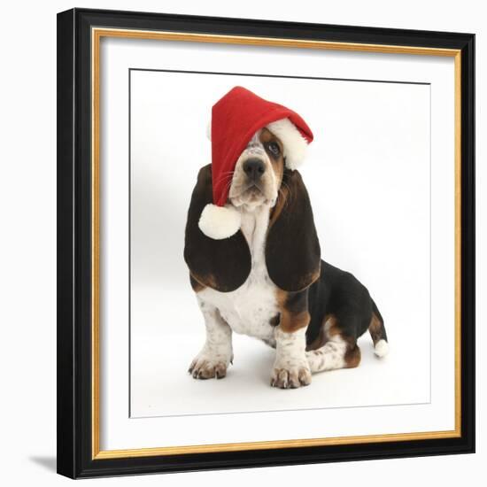 Basset Hound Puppy, Betty, 9 Weeks, Sitting, Wearing a Father Christmas Hat-Mark Taylor-Framed Photographic Print