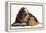 Basset Hound Puppy, Betty, 9 Weeks, with Ear over a Red Guinea Pig-Mark Taylor-Framed Premier Image Canvas