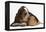 Basset Hound Puppy, Betty, 9 Weeks, with Ear over a Red Guinea Pig-Mark Taylor-Framed Premier Image Canvas