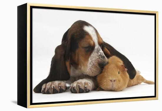 Basset Hound Puppy, Betty, 9 Weeks, with Ear over a Red Guinea Pig-Mark Taylor-Framed Premier Image Canvas
