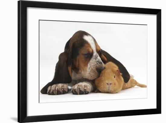 Basset Hound Puppy, Betty, 9 Weeks, with Ear over a Red Guinea Pig-Mark Taylor-Framed Photographic Print