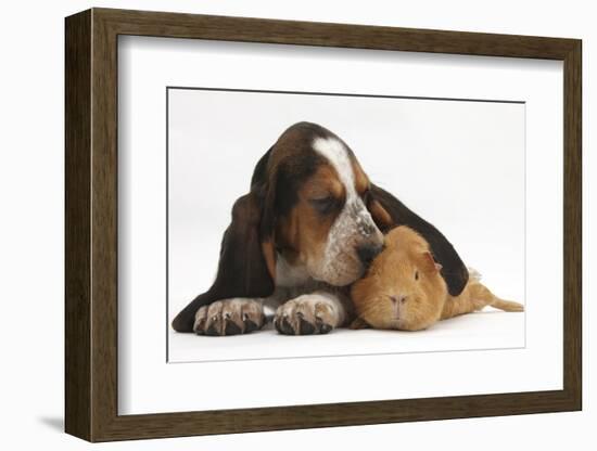 Basset Hound Puppy, Betty, 9 Weeks, with Ear over a Red Guinea Pig-Mark Taylor-Framed Photographic Print