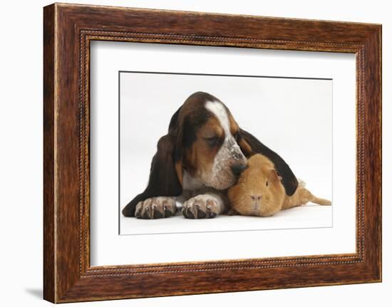 Basset Hound Puppy, Betty, 9 Weeks, with Ear over a Red Guinea Pig-Mark Taylor-Framed Photographic Print