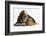 Basset Hound Puppy, Betty, 9 Weeks, with Ear over a Red Guinea Pig-Mark Taylor-Framed Photographic Print