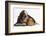 Basset Hound Puppy, Betty, 9 Weeks, with Ear over a Red Guinea Pig-Mark Taylor-Framed Photographic Print