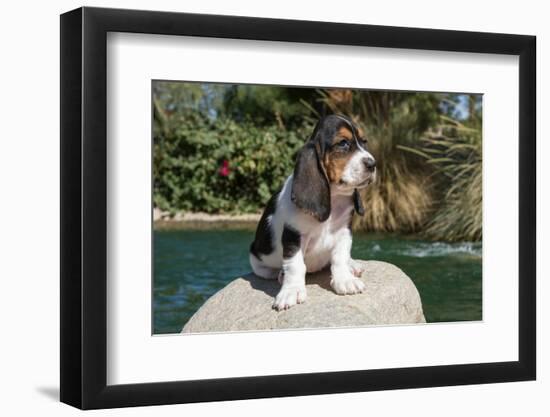 Basset Hound Puppy on a Rock-Zandria Muench Beraldo-Framed Photographic Print