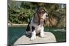 Basset Hound Puppy on a Rock-Zandria Muench Beraldo-Mounted Photographic Print