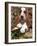 Basset Hound Puppy, USA-Lynn M. Stone-Framed Photographic Print