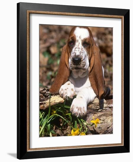 Basset Hound Puppy, USA-Lynn M. Stone-Framed Photographic Print