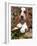 Basset Hound Puppy, USA-Lynn M. Stone-Framed Photographic Print