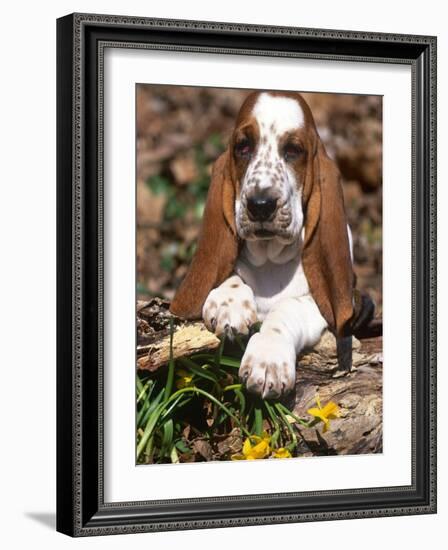 Basset Hound Puppy, USA-Lynn M. Stone-Framed Photographic Print