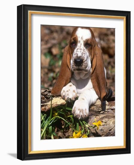 Basset Hound Puppy, USA-Lynn M. Stone-Framed Photographic Print