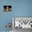 Basset Hound Puppy-Lynn M^ Stone-Photographic Print displayed on a wall