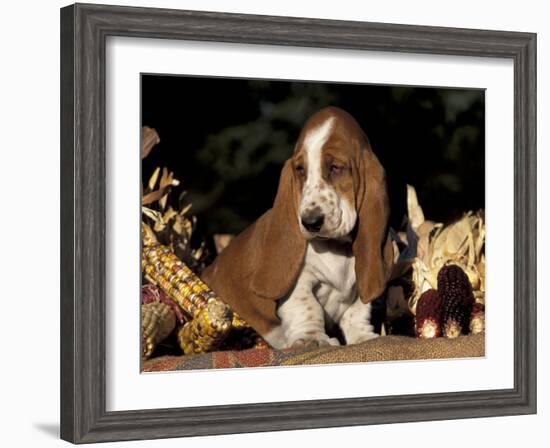 Basset Hound Puppy-Lynn M^ Stone-Framed Photographic Print