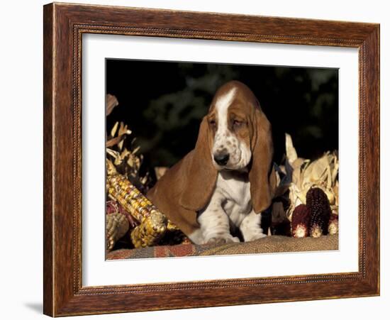 Basset Hound Puppy-Lynn M^ Stone-Framed Photographic Print