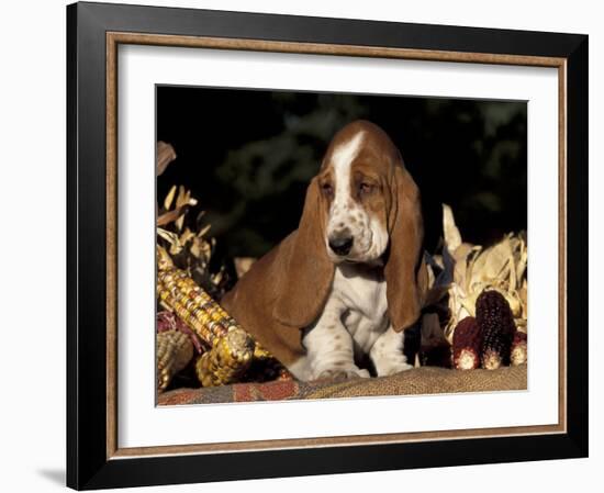 Basset Hound Puppy-Lynn M^ Stone-Framed Photographic Print