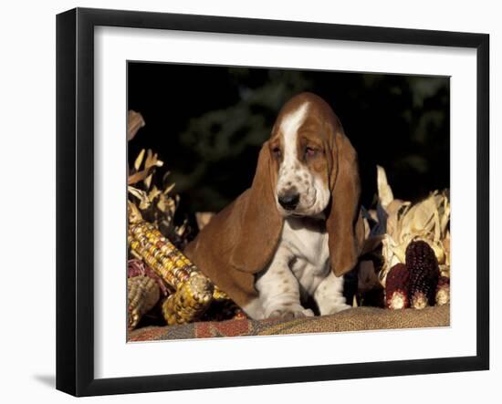 Basset Hound Puppy-Lynn M^ Stone-Framed Photographic Print