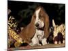 Basset Hound Puppy-Lynn M^ Stone-Mounted Photographic Print