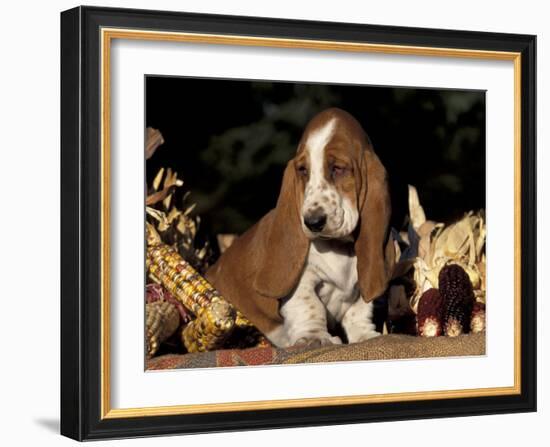 Basset Hound Puppy-Lynn M^ Stone-Framed Photographic Print