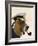 Basset Hound Sea Dog-Fab Funky-Framed Art Print