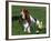 Basset Hound, USA-Lynn M. Stone-Framed Photographic Print