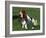 Basset Hound, USA-Lynn M. Stone-Framed Photographic Print