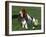 Basset Hound, USA-Lynn M. Stone-Framed Photographic Print