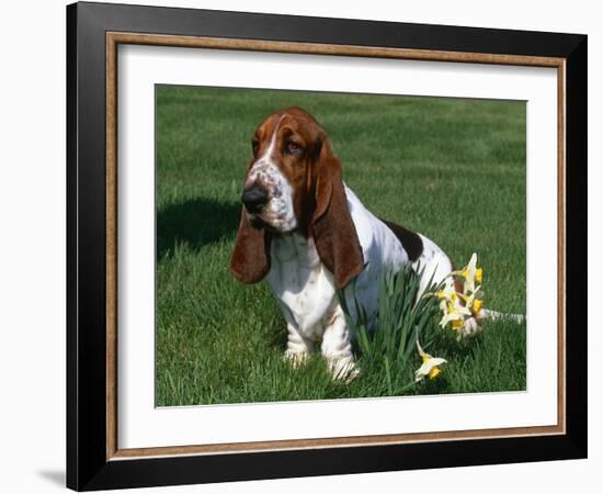 Basset Hound, USA-Lynn M. Stone-Framed Photographic Print