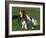 Basset Hound, USA-Lynn M. Stone-Framed Photographic Print