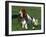 Basset Hound, USA-Lynn M. Stone-Framed Photographic Print