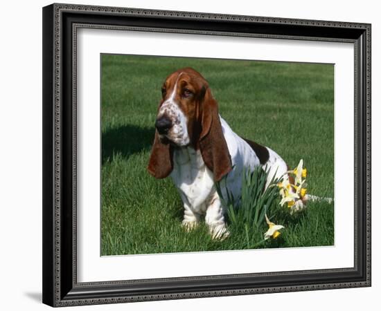 Basset Hound, USA-Lynn M. Stone-Framed Photographic Print