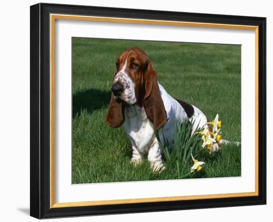 Basset Hound, USA-Lynn M. Stone-Framed Photographic Print