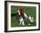 Basset Hound, USA-Lynn M. Stone-Framed Photographic Print