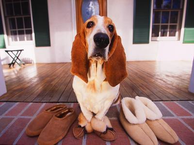 Basset Hound Slippers Online Sale Up To 61 Off Basset Hound Slippers Online Sale Up To 61 Off