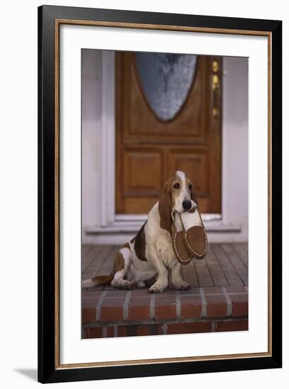 Basset Hound Waiting with Owner's Slippers-DLILLC-Framed Photographic Print