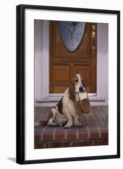 Basset Hound Waiting with Owner's Slippers-DLILLC-Framed Photographic Print