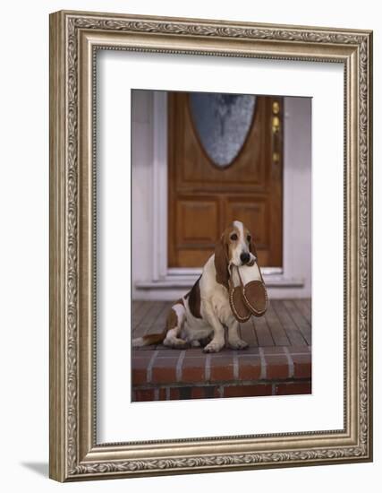 Basset Hound Waiting with Owner's Slippers-DLILLC-Framed Photographic Print