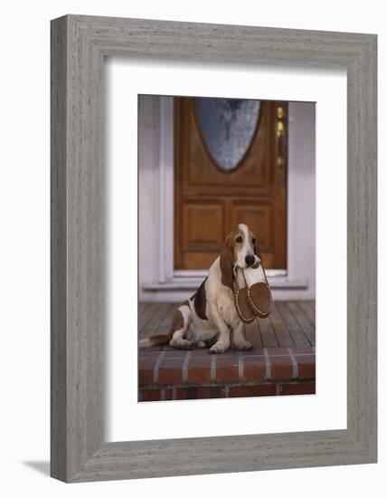 Basset Hound Waiting with Owner's Slippers-DLILLC-Framed Photographic Print