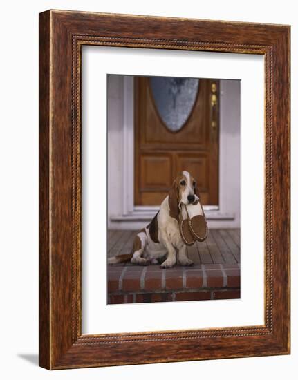 Basset Hound Waiting with Owner's Slippers-DLILLC-Framed Photographic Print