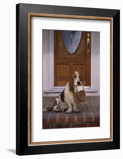 Basset Hound Waiting with Owner's Slippers-DLILLC-Framed Photographic Print