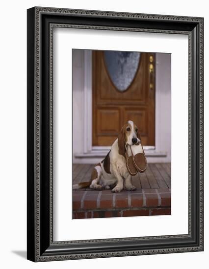 Basset Hound Waiting with Owner's Slippers-DLILLC-Framed Photographic Print