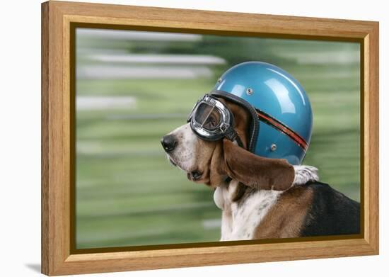 Basset Hound Wearing Goggles and Helmet-null-Framed Premier Image Canvas